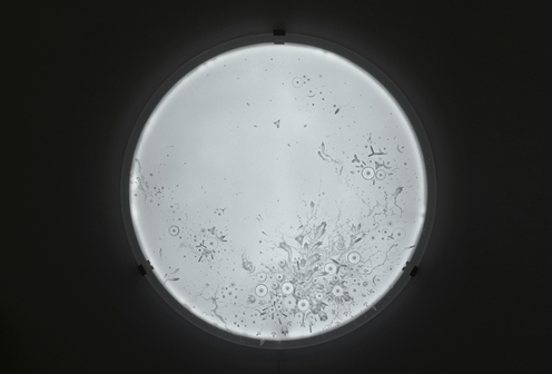 Image de Fossile Pétri 10 (2017) de Laurent Lamarche